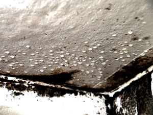 Mold can be a very dangerous and deadly problem in your home